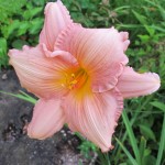 A coral colored day lily growing in a Minnesota garden in August. Photo by Barbara Falconer Newhall