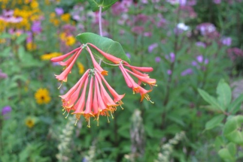 Coral colored honeysuckle blosomss agaainst a backkgroiund of green foliage in a Minnesota garden in August. Photo by Barbara Newhall