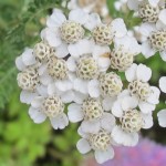 White yarrow blossoms up close. Photo by Barbara Newhall