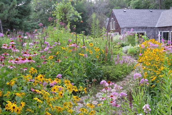 rudbeckia, echinacea and liatris grow along garden walk between a shingled house and a woods near minneapolis. Photo by Barbara Newhall