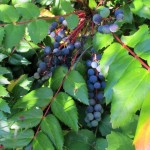 Dark blue berries and oppositely arranged, pinnately veined green leaves of the oregaon grape plant of the Pacific Northwest. Photo by Barbara Newhall