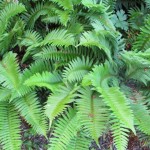Sword ferns growing in a woods in the Pacific Northwest. Photo by Barbara Newhall