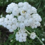 Tiny white blossoms of the pearly everlasting plant grow in clusters in the Pacific Norhwest. Photo by Barbara Newhall