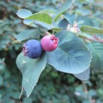 A blue and a light magenta colored berriy of the service berry plant of the San Juan Islands. Photo by Barbara Newhall