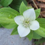 Four-etaled, white blossom fo the bunchberry plant of the Pacific Northwest. Photo by Barbara Newhall