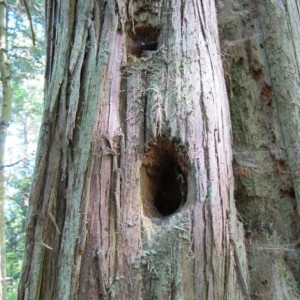 Holes in a tree in the San Juan Islands are the work of the pileated woodpecker. Photo by Barbara Newhall