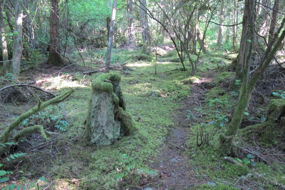 Moss covers the ground and fallen trees in a wood in the San Juan Islands. Photo by Barbara Newhall