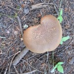 The brown, heart-shaped cap of a mushroom growing on a San Juan Islands wood. Photo by Barbara Newhall