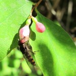 A snowberry plant with two pink buds visited by a wasp. The flowers will produce small, pithy white berries. Photo by Barbara Newhall