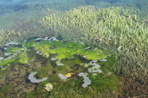 Pickle grass, brigh green algae and foam drift in the shallow water in a bay in the San Juan Islands. Photo by Barbara Newhall