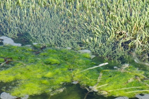 Pickle grass and algae grow in the shallows of a San Juan Islands bay. Photo by Barbara Newhall