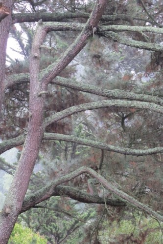 The branches of a mature San Francisco Bay Area Monterey pine in the misty light of a November rain. Photo by Barbara Newhall