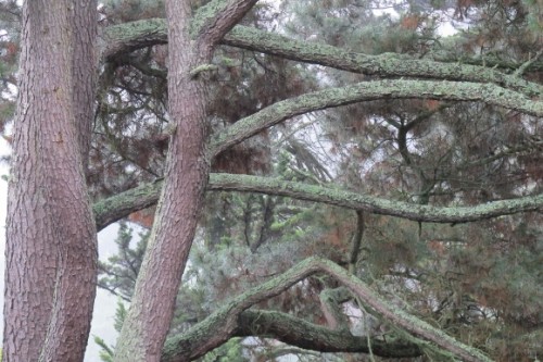 Thick gray limbs of a Monterery pine tree in the rain. Photo by Barbara Newhall