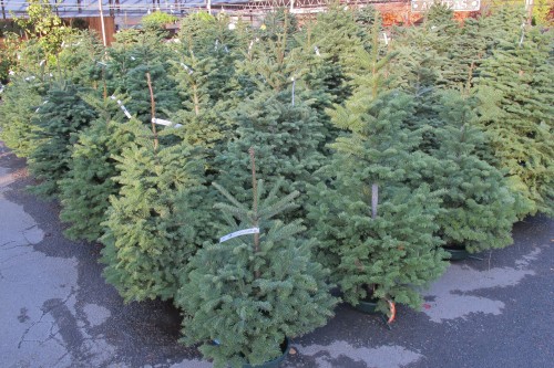 Nob;e fir trees standing in rows at the Orcard Nursery in Lavfatette, California, ready for Christmas. Photo by Barbara Newhall