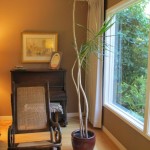 The slender stalks of a dracena marginata growing too talk for their living room setting. Photo by Barbara Newhall