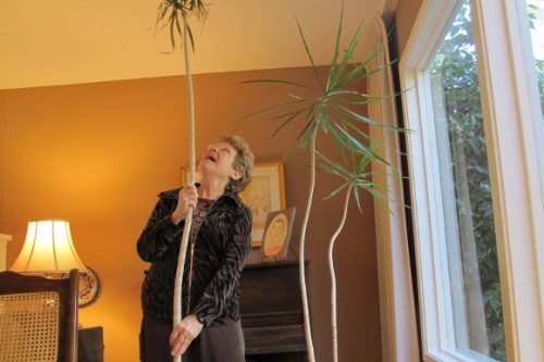 Homeowner succeeds in removing eight-foot stalk from an overgrown dracena marginata plant. Photo by Barbara Newhall