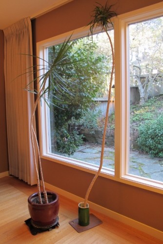 The too-tall stalk of a dracena marginata was cut off and now stands beside the potted plant. Photo by Barbara Newhall