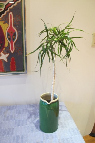 A cutting from a pruned dracena marginata placed in water to grow roots. Photo by Barbara Newhall