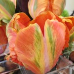 Orange tulip with green and yellow streaks, detail of "Fusion," a floral design for the 2015 Tulip Exhibition at the Mountain View Cemetery, Oakland, CA. Design is by Kay Wolff of Kay Wolff Design, Berkeley. Photo by Barbara Newhall