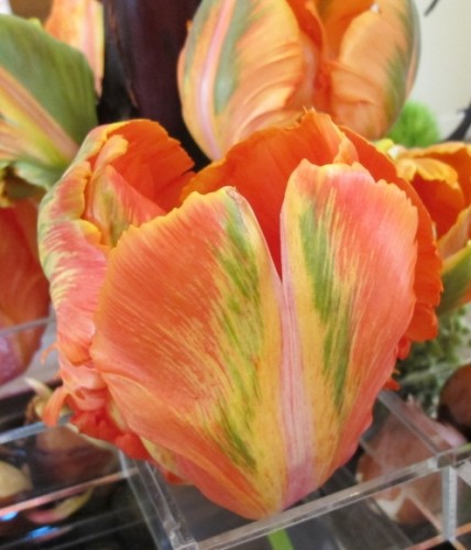 Orange tulip with green and yellow streaks, detail of "Fusion," a floral design for the 2015 Tulip Exhibition at the Mountain View Cemetery, Oakland, CA. Design is by Kay Wolff of Kay Wolff Design, Berkeley. Photo by Barbara Newhall