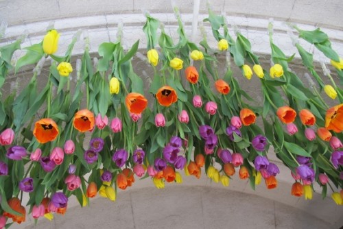Tulips of many colors hang upside down over the entrance to the Tower Chapel at Mountain View Cemetery, Oakland, Calif., during its annual Tulip Exhibition. The design, titled "Puddle Jumping," is by the Merritt College Floral Design Department. Photo by Barbara Newhall