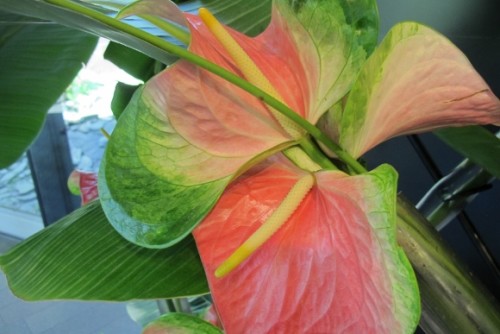 A floral design by Sumi Meta of the Aratame School, San Jose, CA, for the 2015 Bouquets to Art show at the DeYoung Museum San Francisco. inlcuded this red and green anthurium. Photo by Barbara Newhall