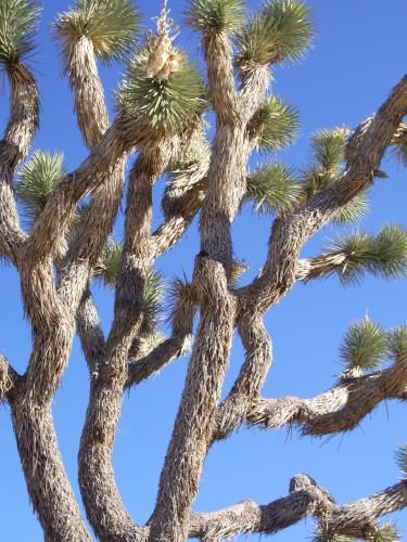 The trees are the standing people, says Tori Isner. Here, the limbs of a joshua tree seen against a rich blue sky at Joshua Tree National Park. Photo by Barbara Newhall