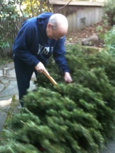 The politics of houswork. A man does the traditionally male job of trimming the bottom off a Christmas tree. Photo by Barbara Newhall