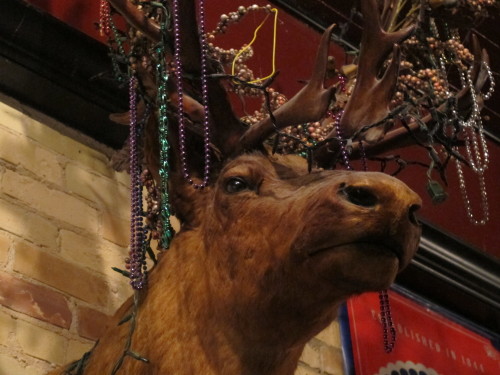 A stuffed moose or elk hangs on the wall of the Antler Bar, Pentwater, Michigan. Photo by Barbara Newhall