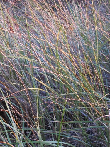 Beach grass at sunset on Lake Michigan's eastern coast. Photo by Barbara Newhall Barbara Falconer Newhall travels up and down Michigan's lower peninsula, visiting friends and family and putting on book events for "Wrestling with God."