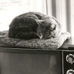 A gray American domestic cat has curled up atop a 1986 TV set being used as a computer monitor in a home office. Photo by Barbara Newhall