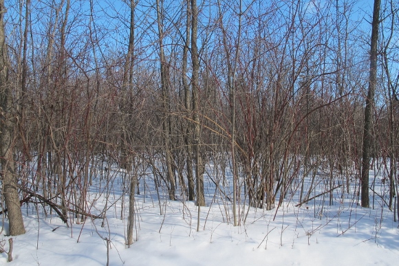 Deciduous trees in upper Midwest in winter, without leaves standing in snow with bright blue sky. Photo by Barbara Newhall