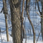 Bare trunks of slender trees in an upper Midwest woods in winter. Photo by Barbara Newhall