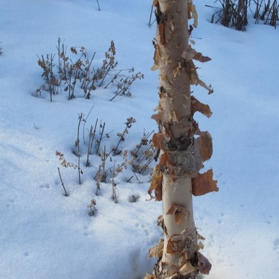 A tree with white trunk and peeling bark in winter snow. Photo by Barbara Newhall