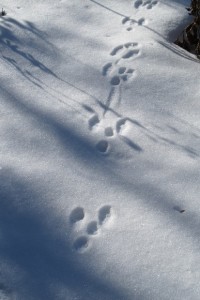 Animal tracks in the snow through a Midwestern flower garden in winter. Photo by Barbara Newhall