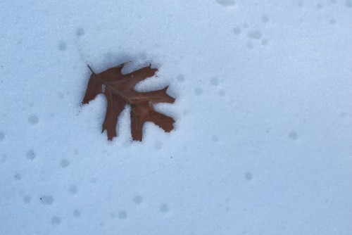 An oak leaf settles into the snow on a frozen day in the Midwest. Photo by Barbara Newhall