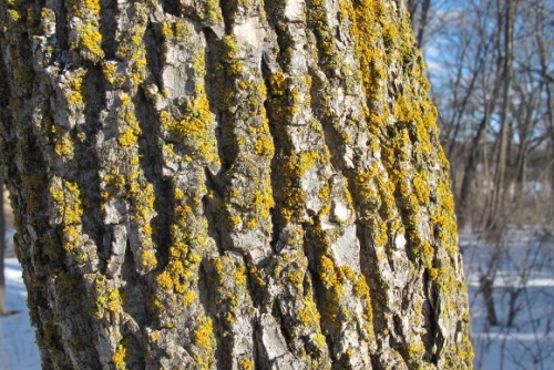 Tree bark with green lichen in winter. Photo by Barbara Newhall