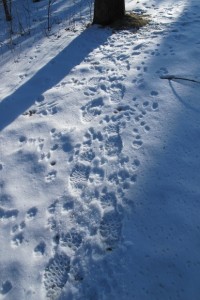 Barbara Newhall's boot prints mingle in the snow with the footprints of woodland animals. Photo by Barbara Newhall