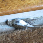 A dead bird lies on a doorstep. Photo by Barbara Newhall