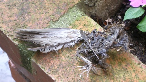 a dead bird dropped on a homeowner's doorstep by the neighbor's cat. Photo by Barbara Newhall