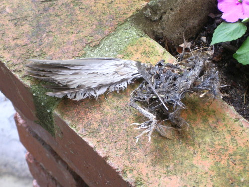 The remains of a dead bird, probably killed by a domestic cat, lie on a brick wall with a camellia blossom. Photo by Barbara Newhall