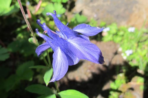 Purple columbine blossom in a california rock garden in April blooms a week after Prince's death. Purple rain. Photo by Barbara Newhall