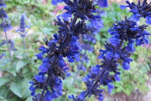In honor of Prince's Purple rain, our salvia "Mystic Spires Blue" came up looking purple this year. Photo by Barbara Newhall