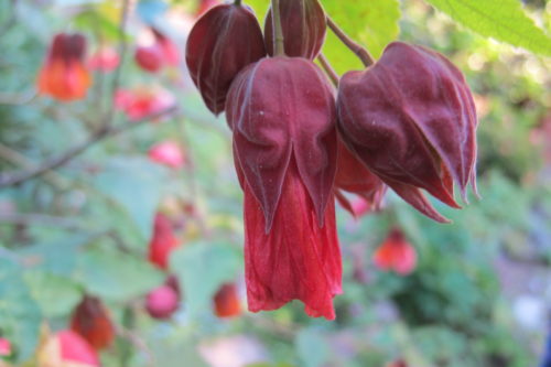 Orage abutilon blossom with deep mauve sepals. In honor of Purple Rain and Prince. Photo by Barbara Newhall