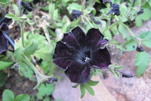Pansies so purple they appear black -- are they flourishing in honor of Purple Rain by pop singer Prince? Photo by Barbara Newhall