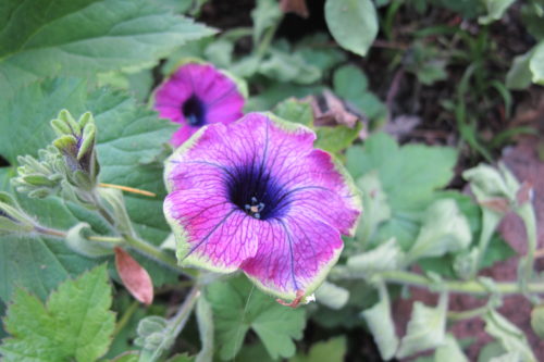 violet pansy blossom with green edges. Purple Rain. Photo by Barbara Newhall