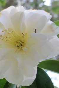 Two ants investigate a white camellia blossom, both blossom and ants illustrate the principle of fibonacci umbers. Photo by Barbara Newhall