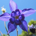 Purple columbine blossoms in our rock garden in spring. A fibonacci number expressed. Photo by Barbara Newhall