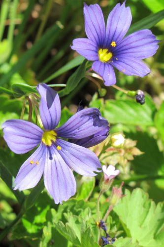 California native blue-eyed grass, small blue flowers. Fibonacci numbers. Photo by Barbara Newhall