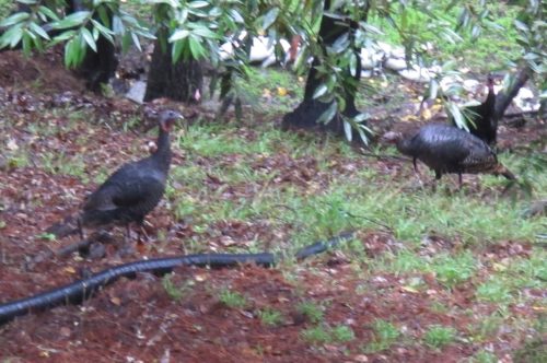 Turkeys at our house: live in our back yard. Photo by Barbara Newhall